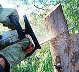 Trusted Washburn, WI Tree Care Experts