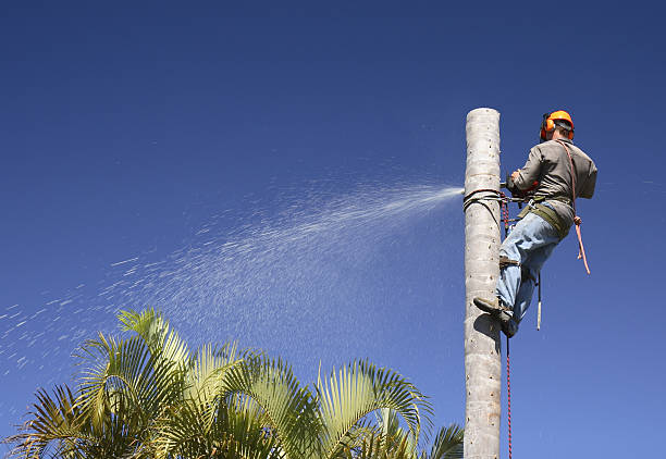 Reliable Washburn, WI Tree Care Solutions