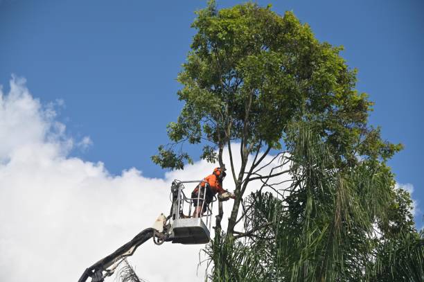 Best Storm Damage Tree Cleanup  in Washburn, WI