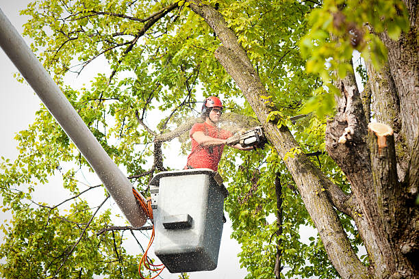 How Our Tree Care Process Works  in  Washburn, WI