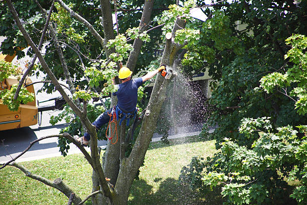 Best Fruit Tree Pruning  in Washburn, WI